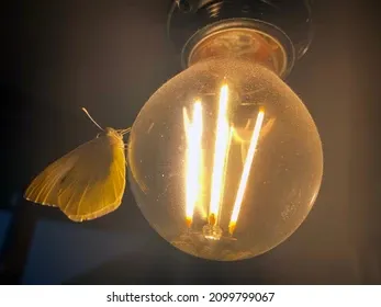moth-attracted-lamp-260nw-2099799067.webp