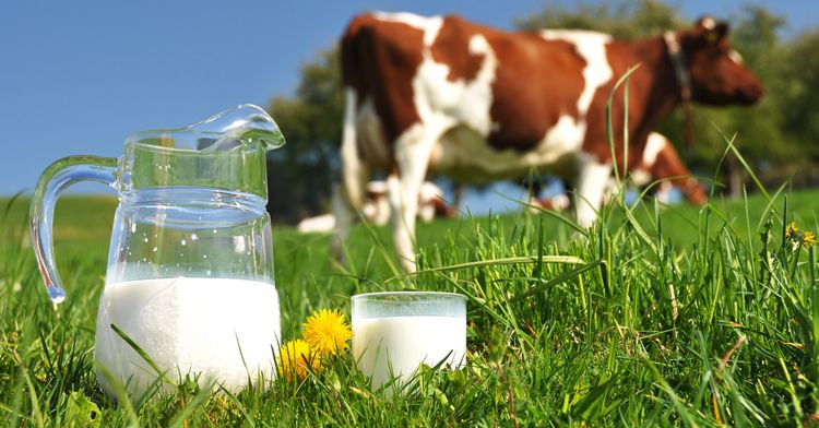 9264d4b3-abe2-4348-8749-1727249736ba-myths-about-cows-milk.jpg