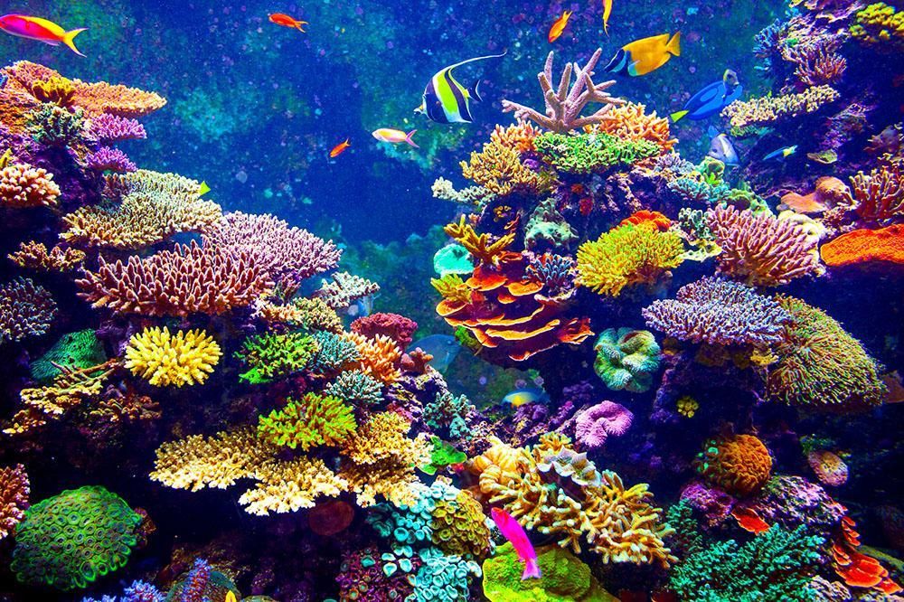 aeed8952-165d-4814-a5c9-b7d83048f7de-Coral_Reef_and_Tropical_Fish_Wall_Mural_Wallpaper_a_1400x.jpg