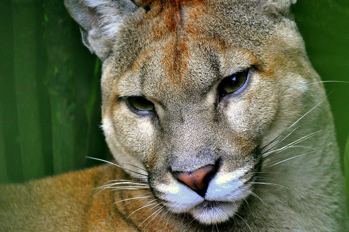 f2d3b1ce-964b-4234-9456-abe20f2746d2-Puma_concolor._Costa_Rica.jpg