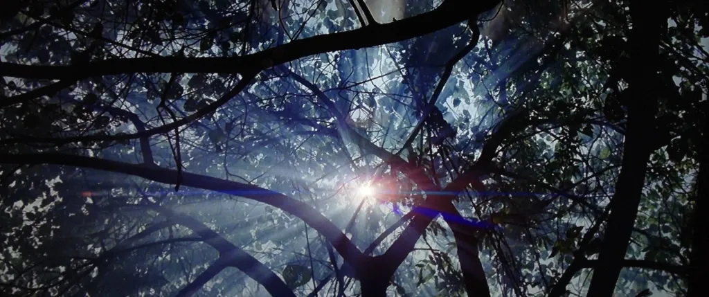 c3419e1d-ff48-4b0c-a498-d6b3e664faf0-image-9-sun-through-trees-the-thin-red-line.webp