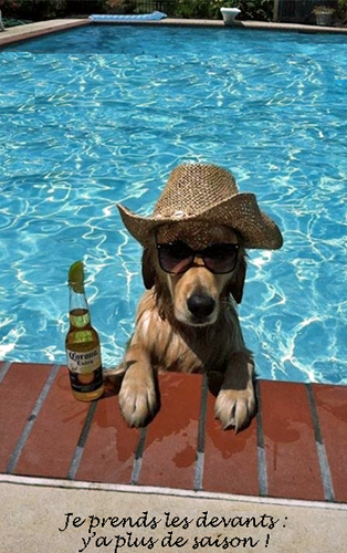 chien_piscine corona.png