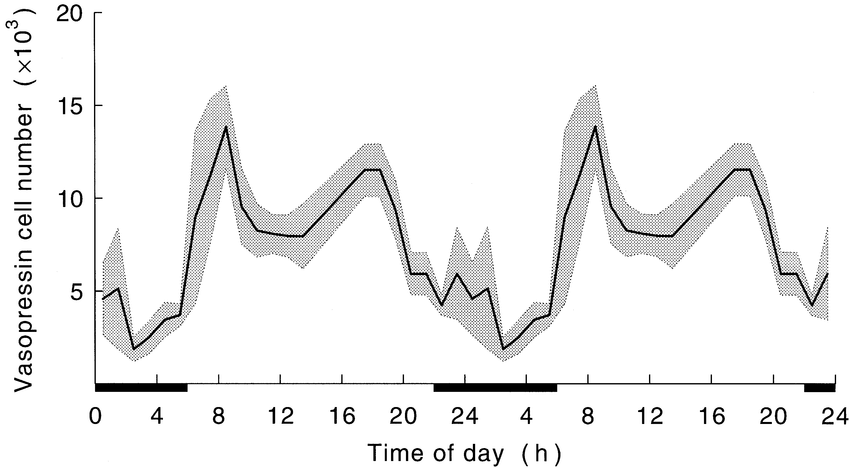 Diurnal-rhythm-in-the-number-of-vasopressin-VP-expressing-neurons-in-the-human.png