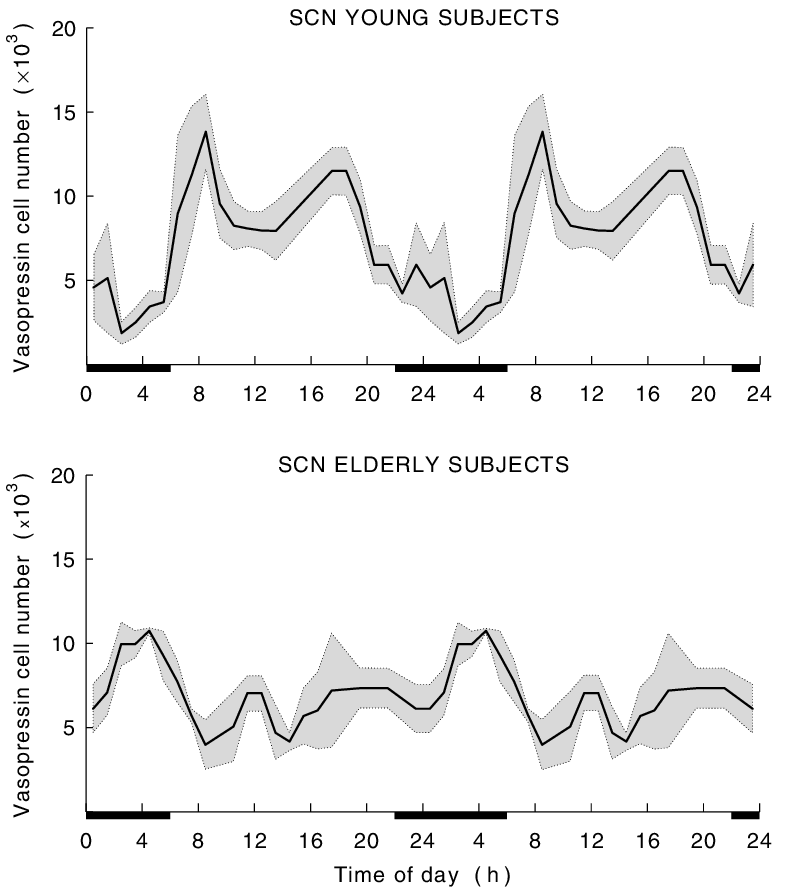 Circadian-rhythm-in-the-number-of-vasopressin-containing-neurons-in-the-human.png