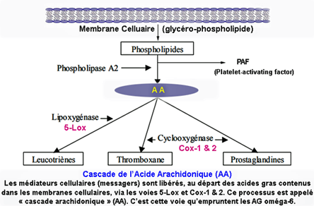 AA cascade inflammation.png