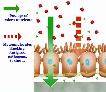 Immune reaction in the intestinal barrier. leaky gut.jpg