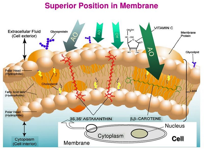 membrane protection with Vit E and caroten.jpg