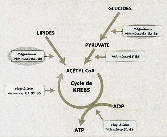 Carbs metabolism. Interaction Vit B & Mg.jpg