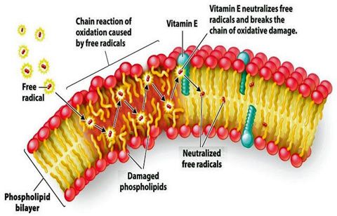 2 Vitamin E neutralizes the chain reaction.jpg