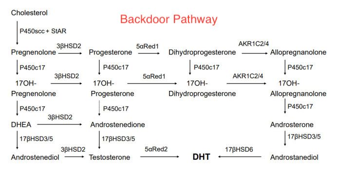 Backdoor Steroidogenesis.jpg