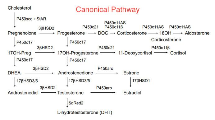 Canonical Steroidogenesis.jpg