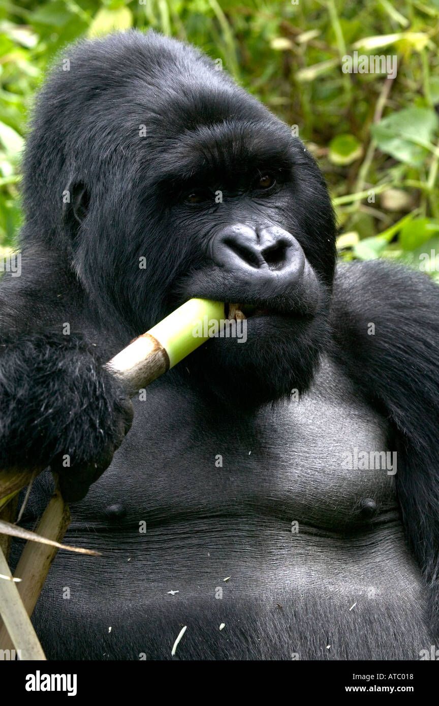 a-silverback-mountain-gorilla-munches-bamboo-in-parc-de-volcans-rwanda-ATC018.jpg