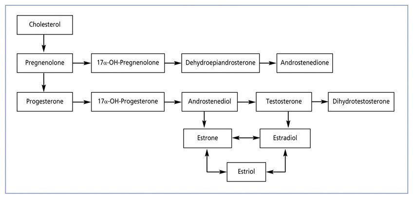 Diagram-of-the-steroid-hormone-cascade-418076948.jpg