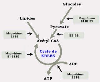 figure 1. Interaction vit B krebs cycle.jpg