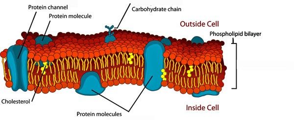 Figure 4. Phospholipidic membrane.jpg