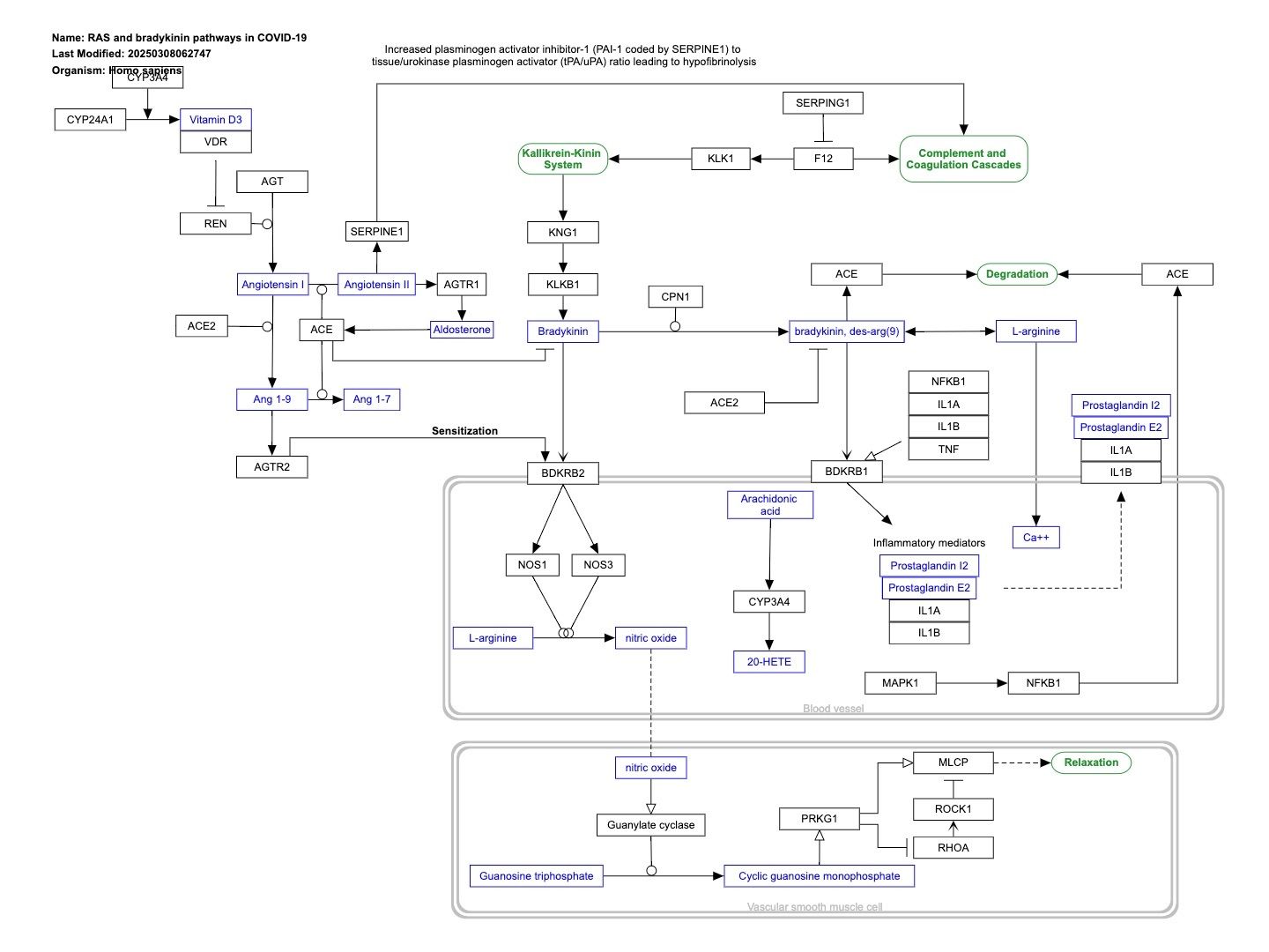 RAAS-bradykinin pathway.jpg
