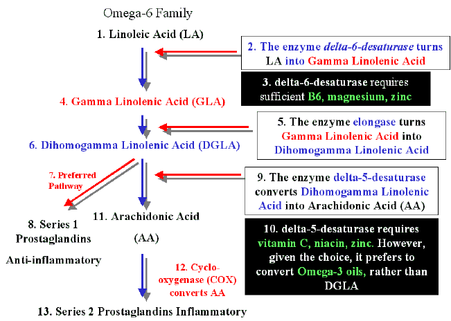 Enzyme pathway for LA W6.gif
