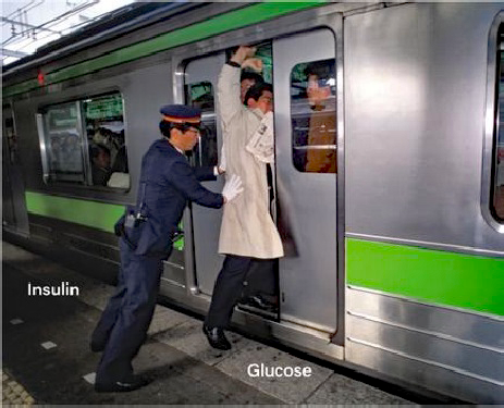Crowded metro and insulin resistance.png