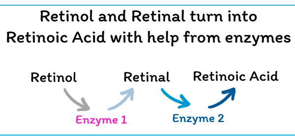 Fig 1 Retinol. English.png