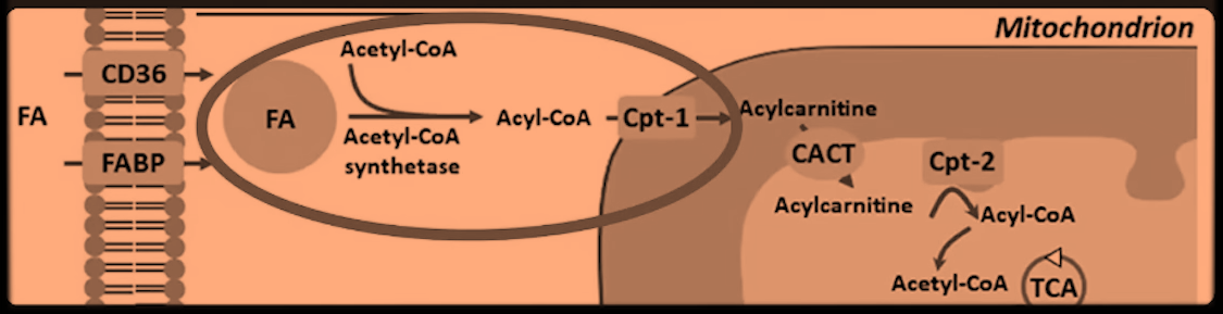 23ddba67-0bac-4e0b-a043-d2bc7531b1a4-image.png