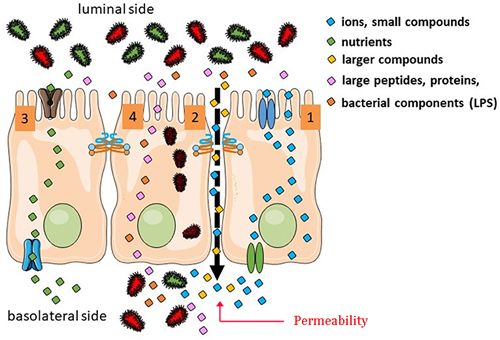 Permeability 2 of the border brush. leaky gut.jpg