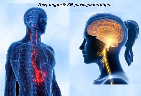 Nerf vague cerveau et estomac.jpg