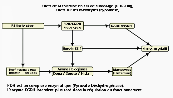 Histamine B1 surdosage schéma.png