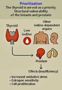 fig 1. Iodine needs for other organs.png
