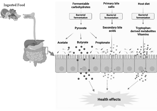 nutrients & fermentation pdf.png