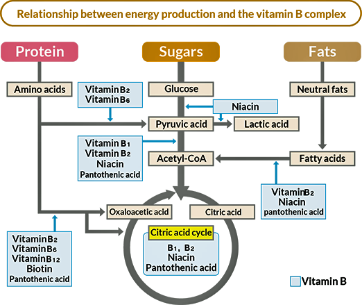 B vitamins and Nutrients to extract energy in TCA cycle.png