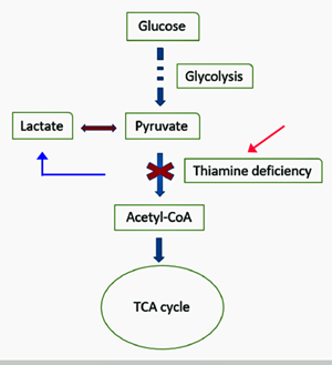 Fig 2. Shunted B1 pathway leads to excitation.png
