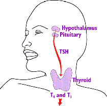 Thyroid communication. Brain & Pituitary gland.gif