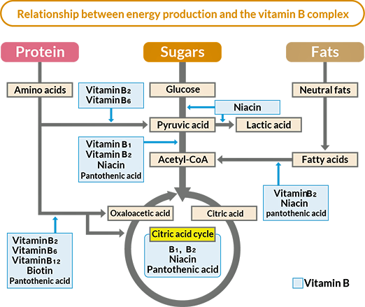 Vitamins B in the krebs cycle. Interaction.png