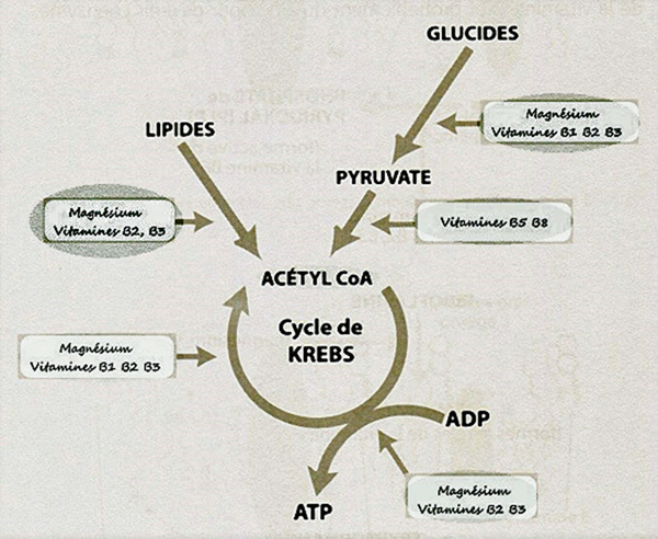 Metabolism and useful nutrients in the Krebs cycle.png