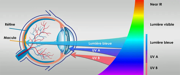 IR 3. Blue_Light_and_Macular-FR.png