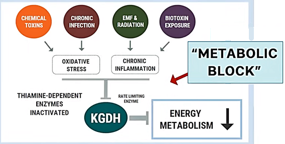 Metabolic block. Enzyme dysfunction. Overton..png
