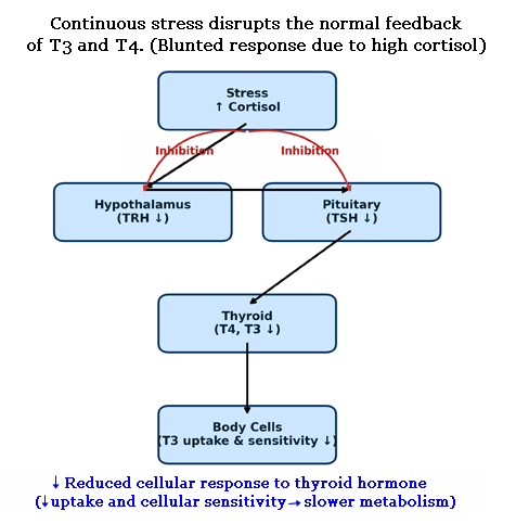 stress impacts T3 and T4 functions. HPT axis.png
