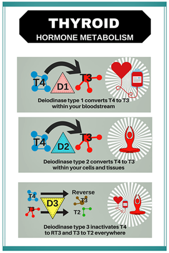 2. Thyroid & deidodinase enzymes.png