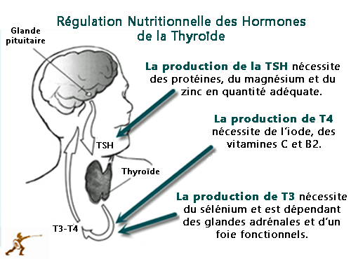3. Thyroid & cofactors for deiodinases.png