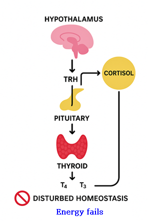 4. Thyroid & stress from cortisol.png