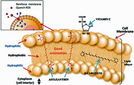 Vit E & membrane protection.png