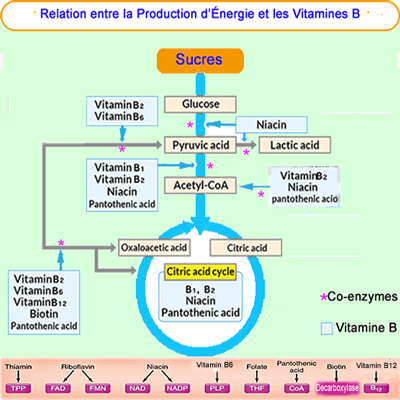 2. glycolyse et vit B.png
