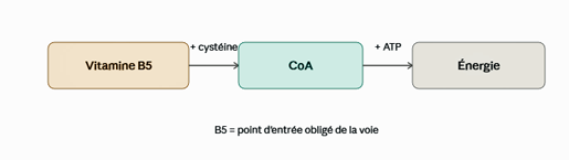 Bottelneck B5-CoA.png