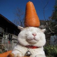 carrotcat