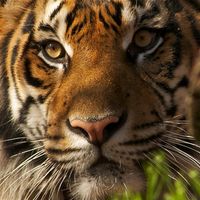 TigerHealth99