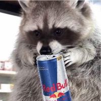 raccoonmilk